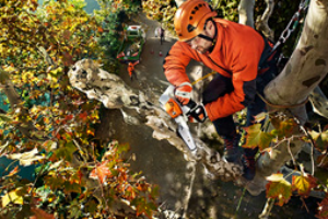 Arborist Chain Saw